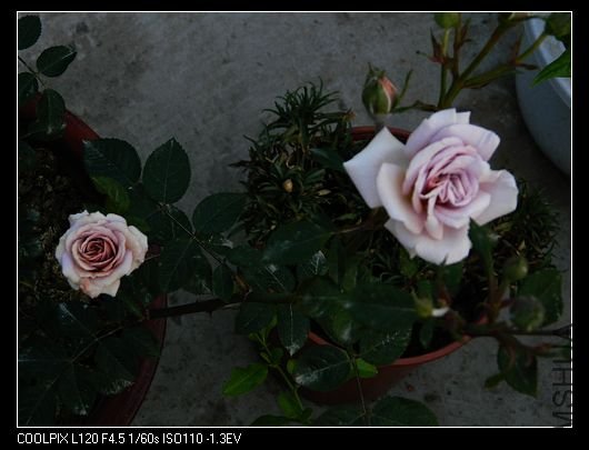 nEO_IMG_��Ƭ 534.jpg