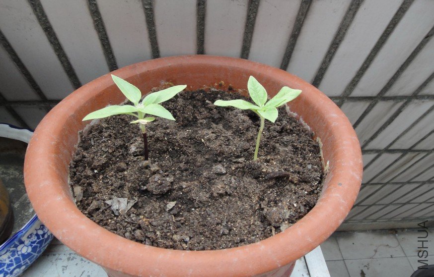 �����͵��磬���泤���˻�����