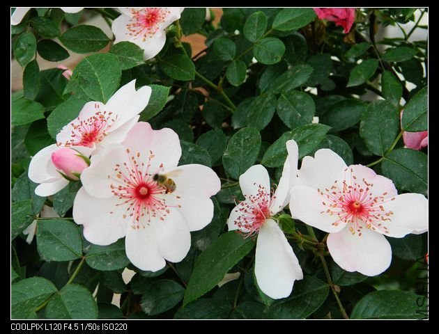 nEO_IMG_���� 333.jpg