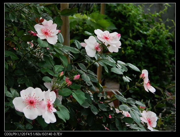 nEO_IMG_���� 350.jpg