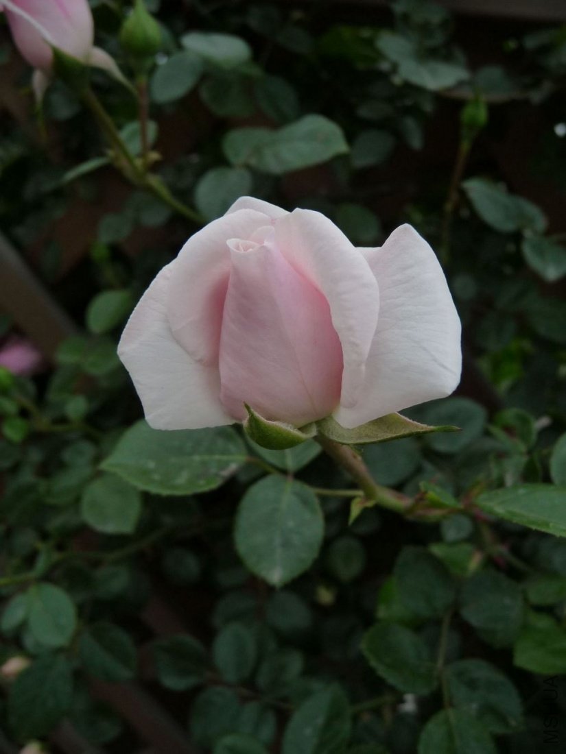 P1150003.JPG
