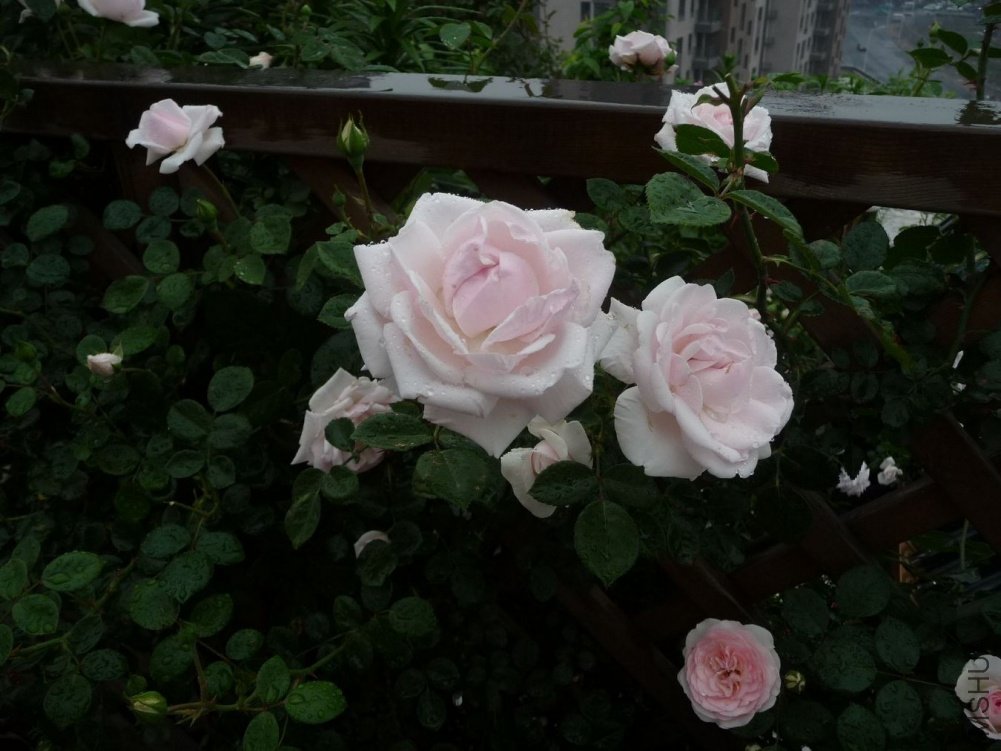 P1150142.JPG