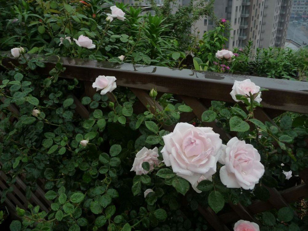 P1150143.JPG
