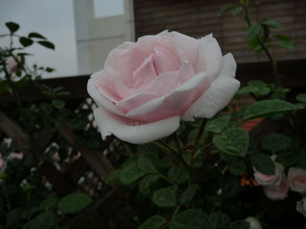 P1150158.JPG