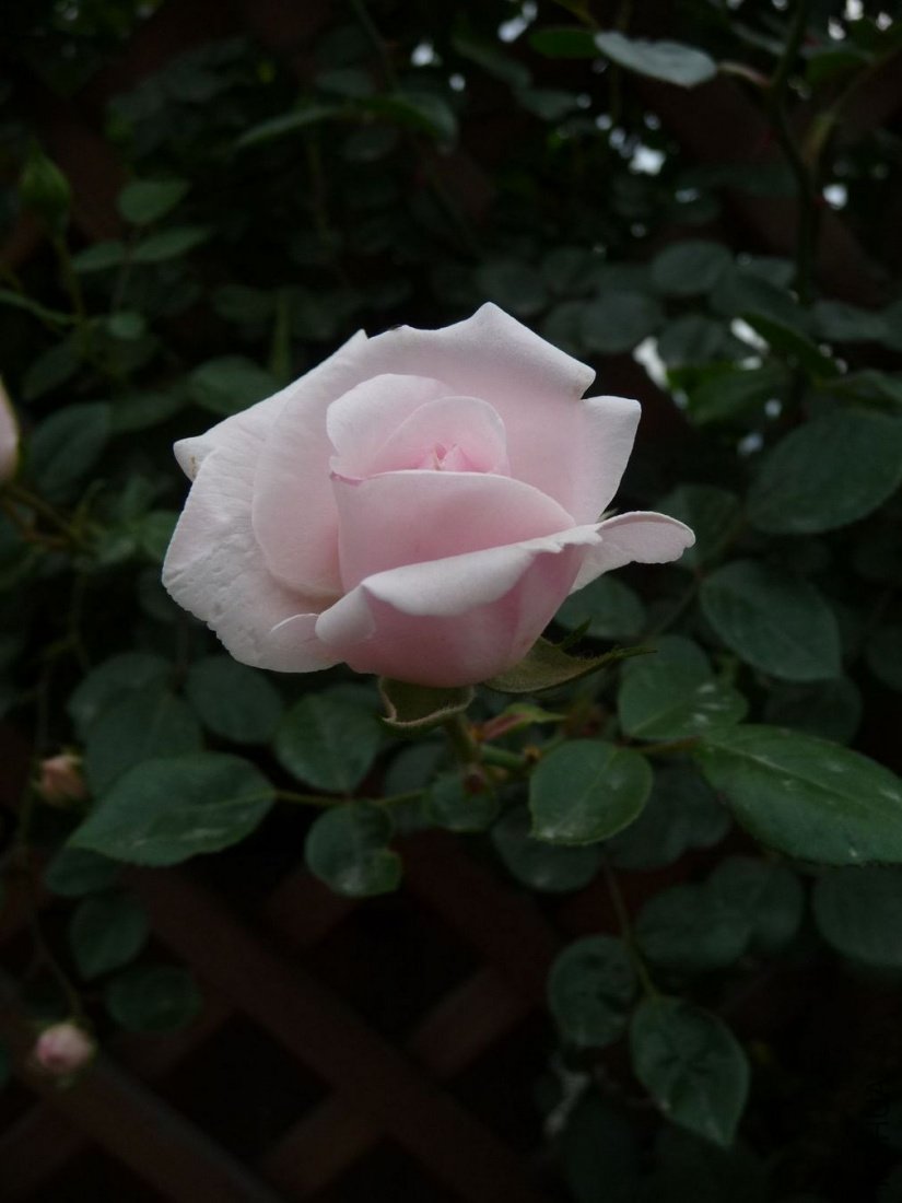 P1150002.JPG