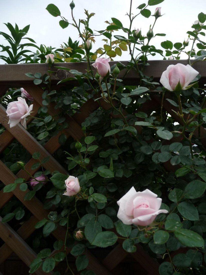 P1150001.JPG