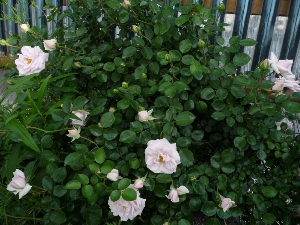 P1150063.JPG
