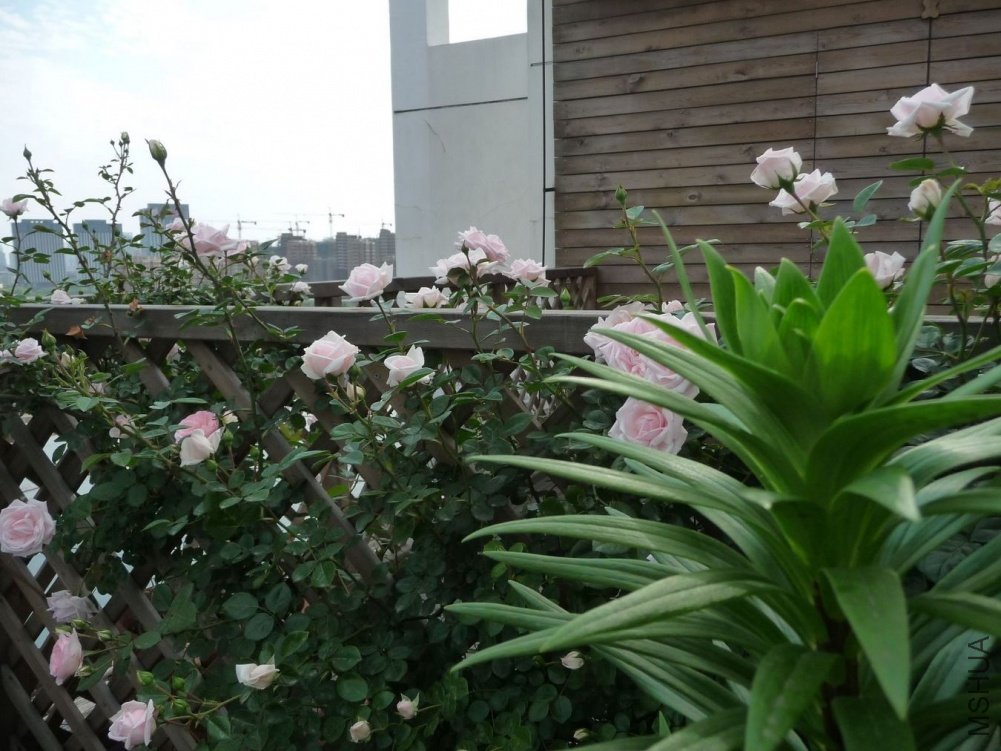 P1150068.JPG