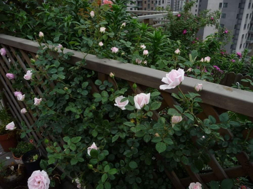 P1150005.JPG