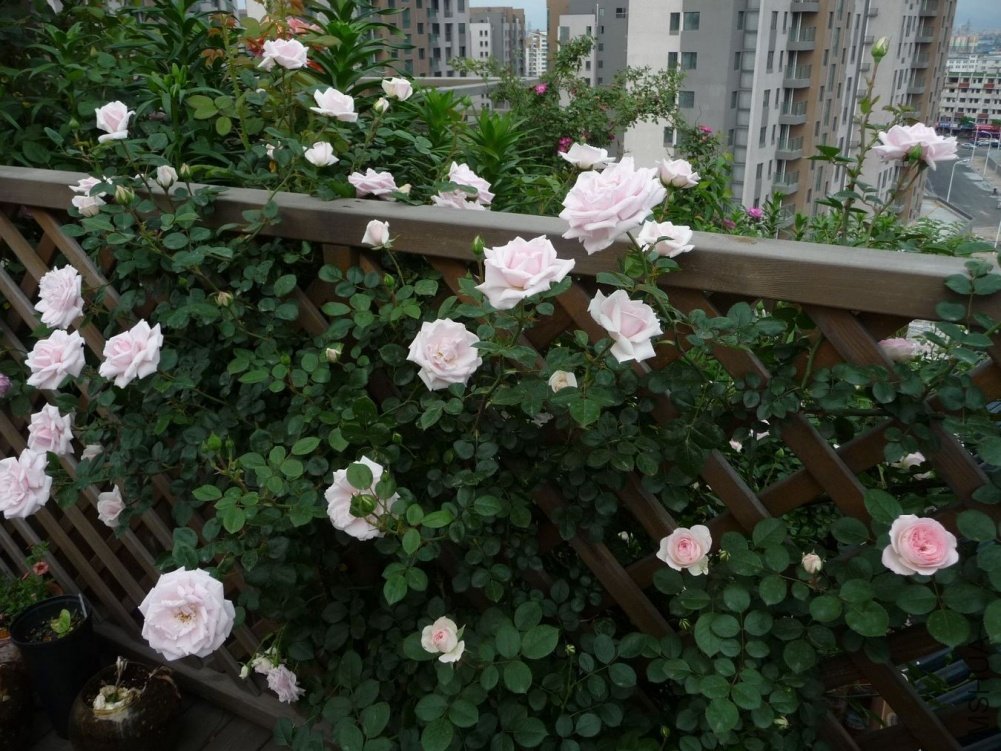 P1150074.JPG
