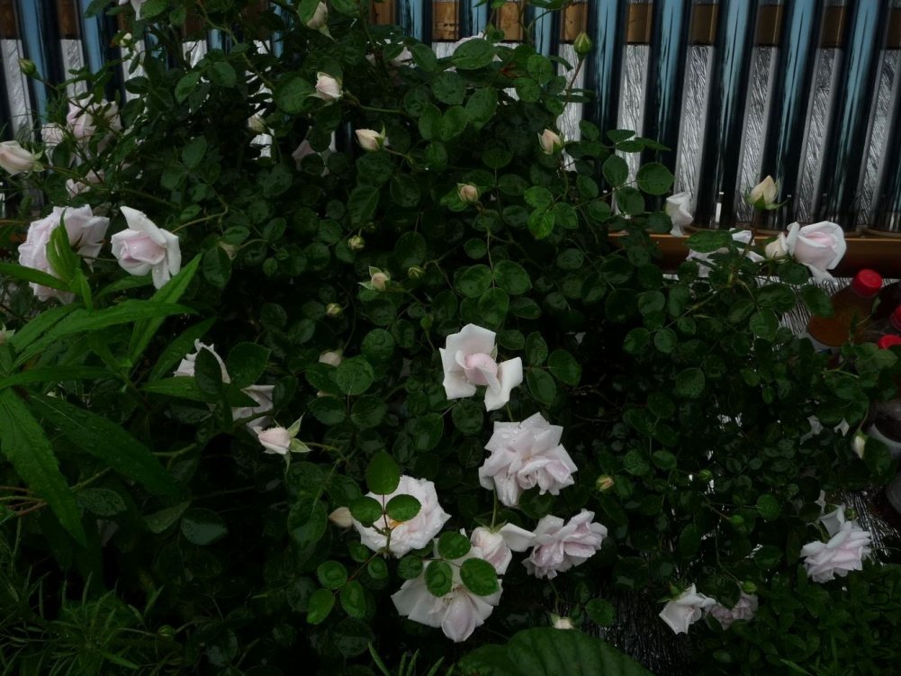 P1150150.JPG