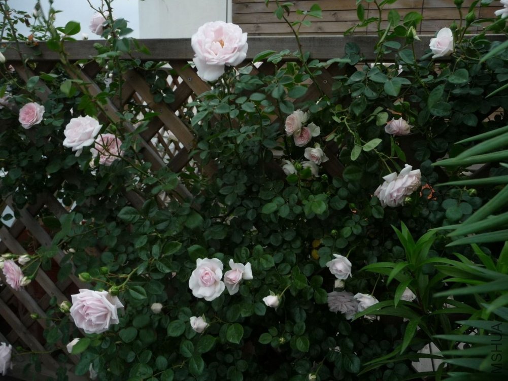 P1150200.JPG