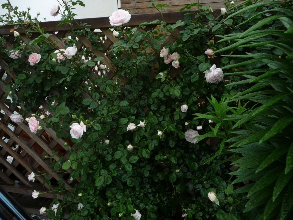 P1150149.JPG