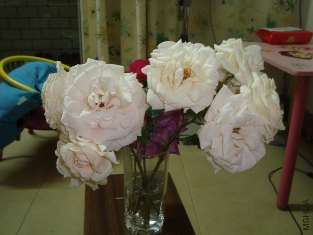 DSC02159.JPG