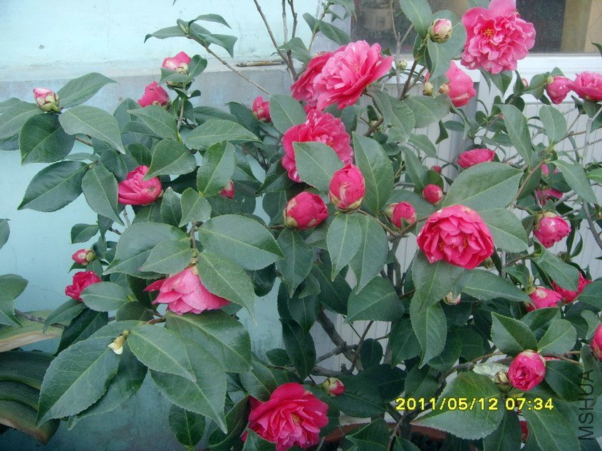 SNV30749_��С��С.jpg