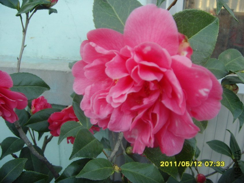 SNV30746_��С��С.JPG