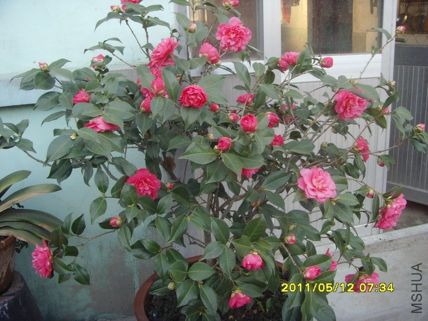 SNV30750_��С��С.JPG