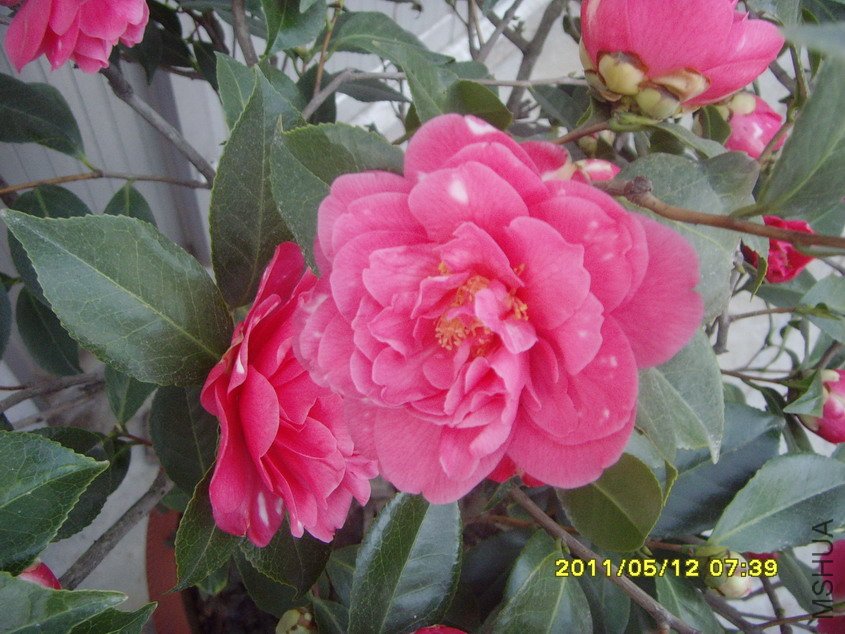 SNV30761_��С��С.JPG