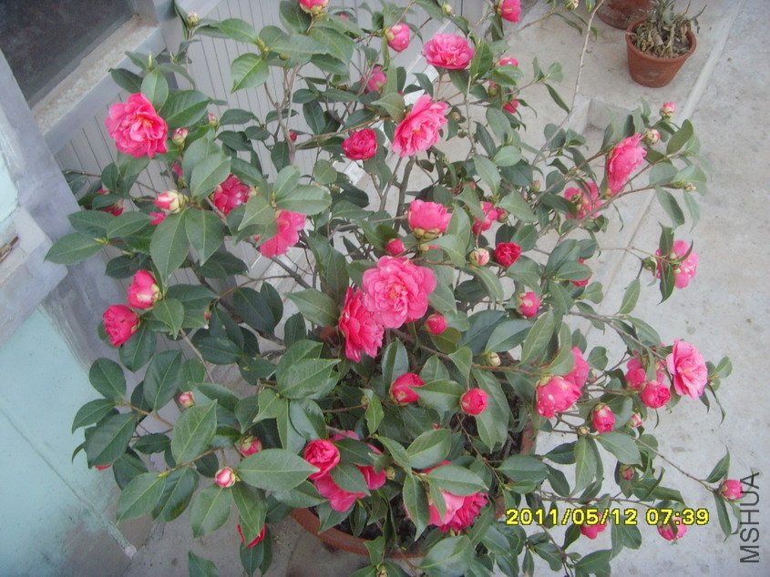 SNV30759_��С��С.JPG