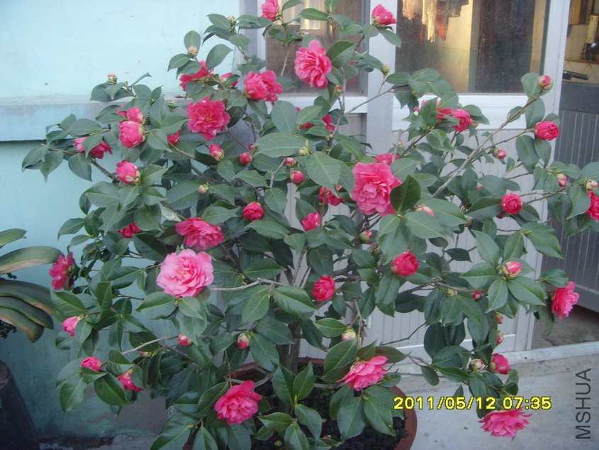 SNV30751_��С��С.JPG