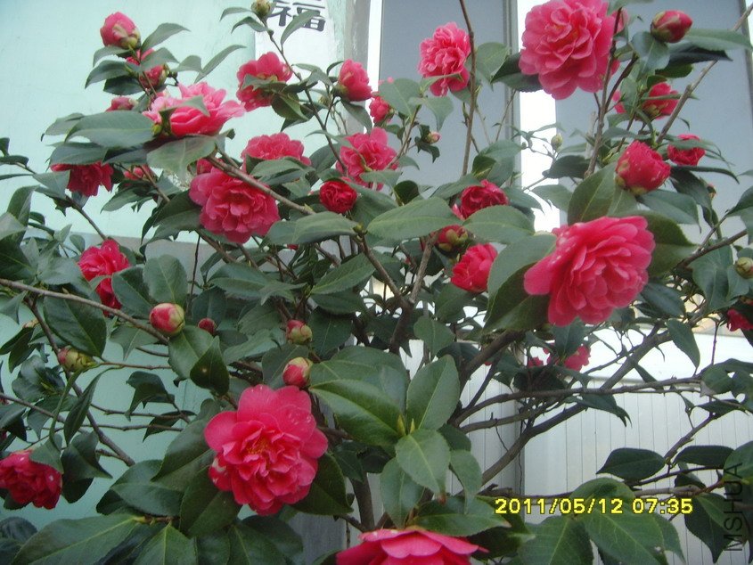 SNV30753_��С��С.JPG