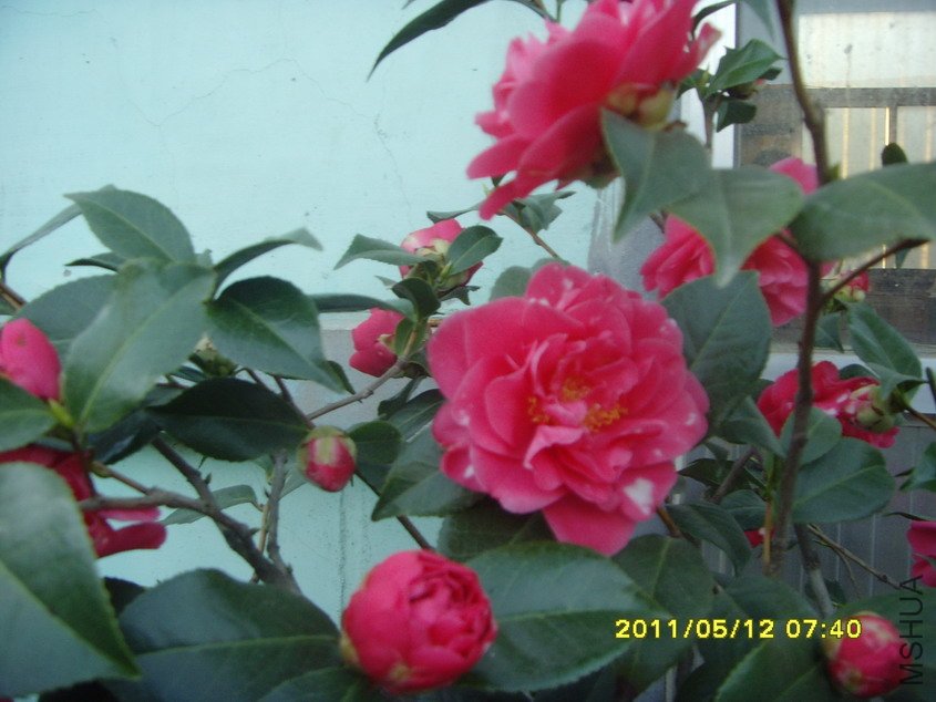 SNV30762_��С��С.JPG