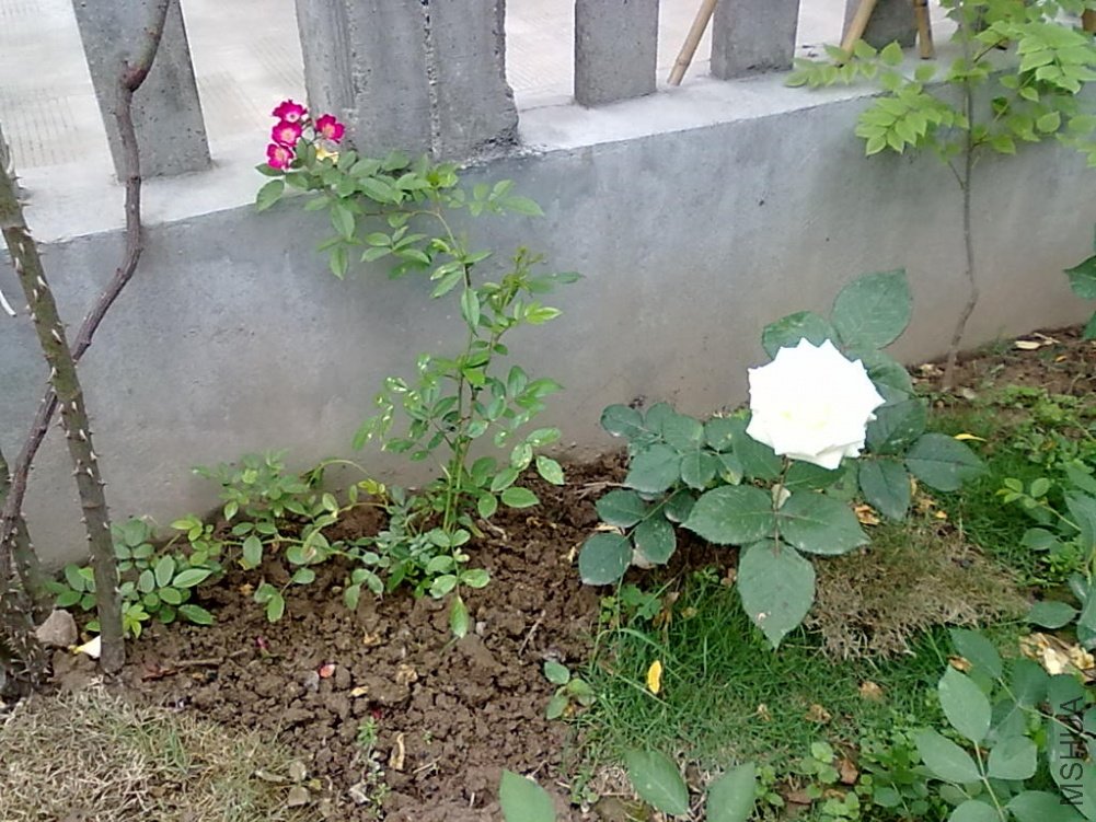 20110512784.jpg