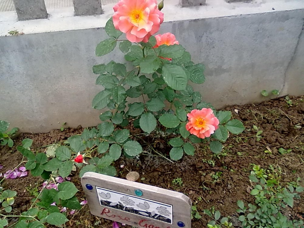 20110512779.jpg