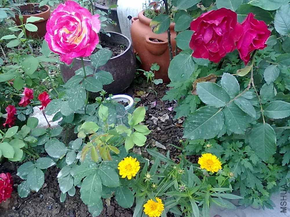 20110512787.jpg