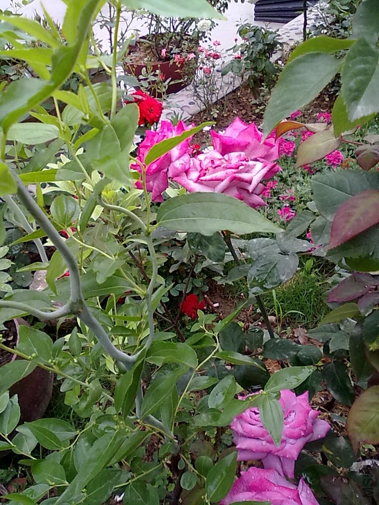 20110512796.jpg
