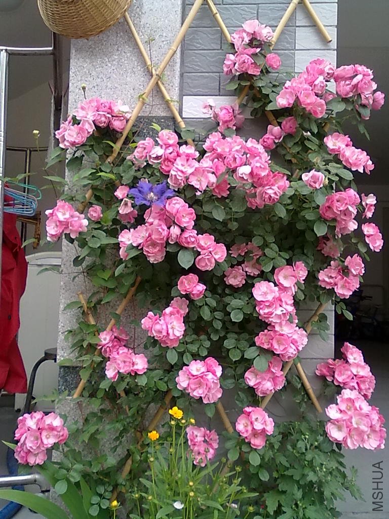 20110512801.jpg