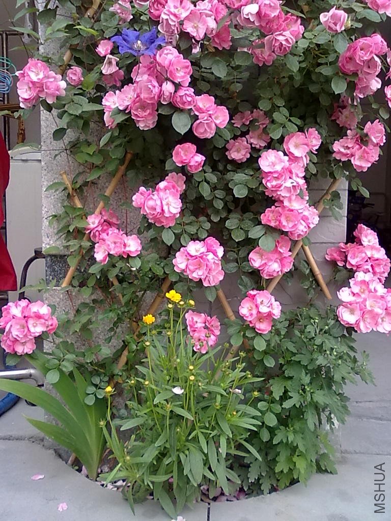 20110512802.jpg
