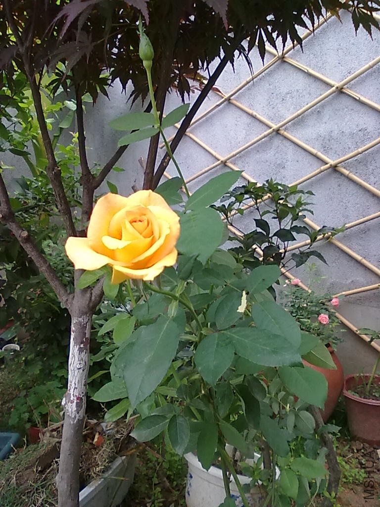 20110512792.jpg