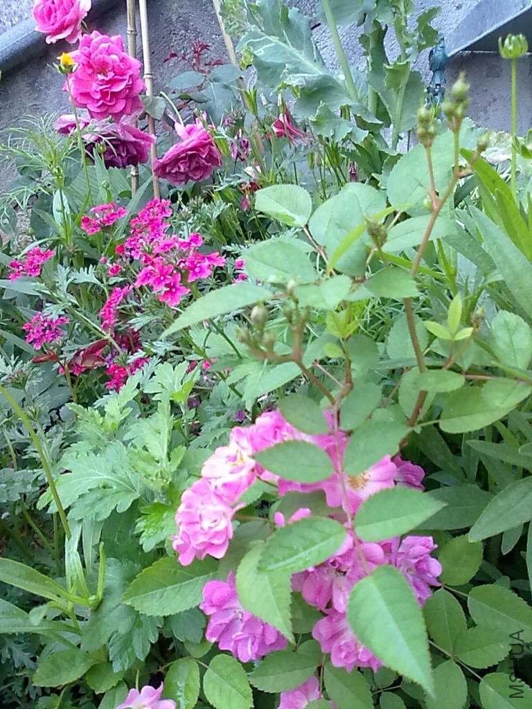 20110512800.jpg