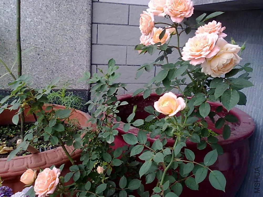 20110512807.jpg