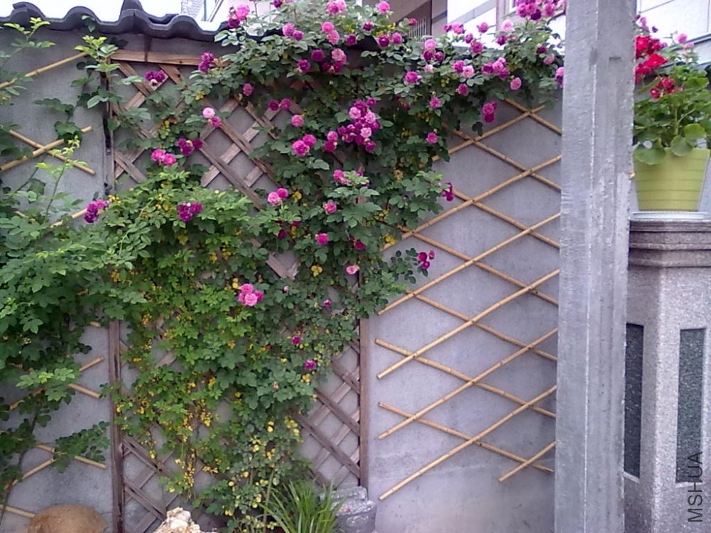 20110512805.jpg