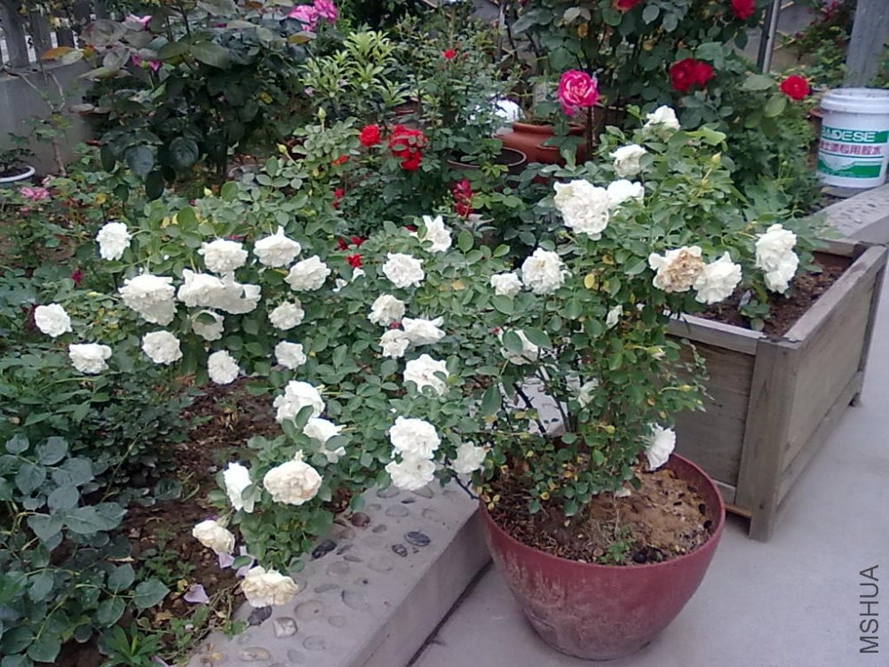 20110512803.jpg