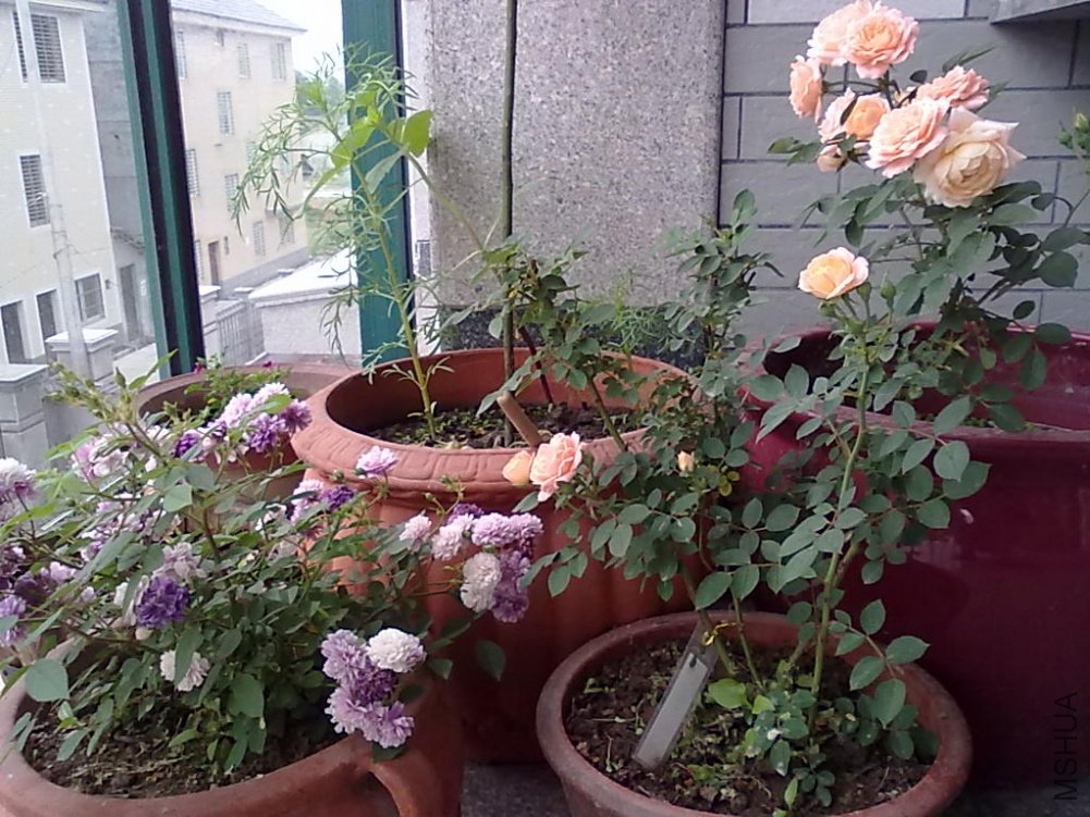 20110512806.jpg