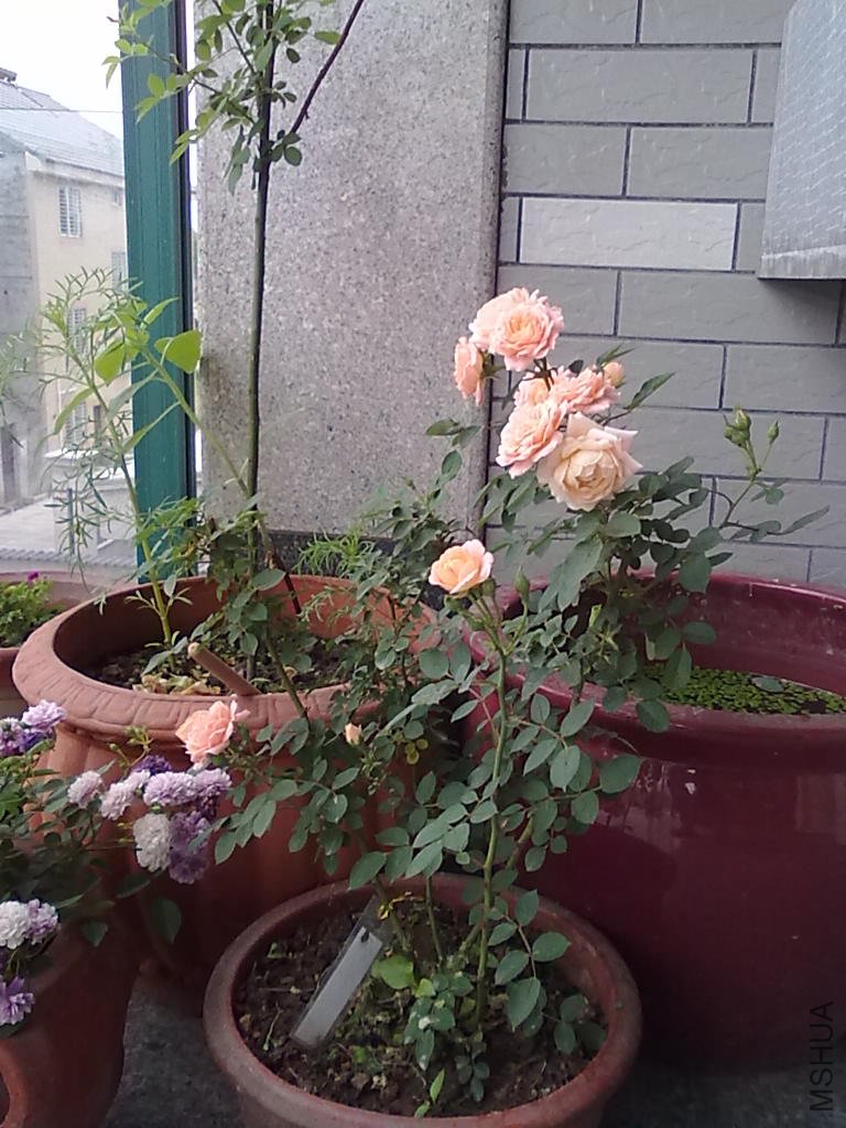 20110512808.jpg