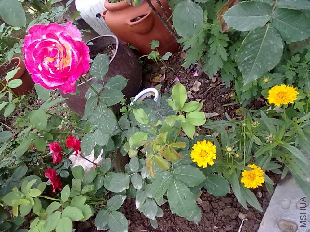 20110512804.jpg