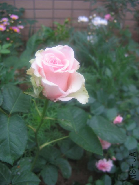 ��Ƭ 1061.jpg