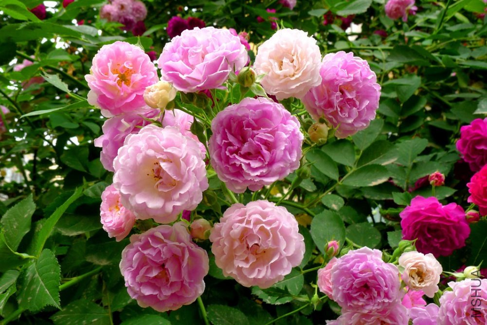 Ǿޱ06.jpg