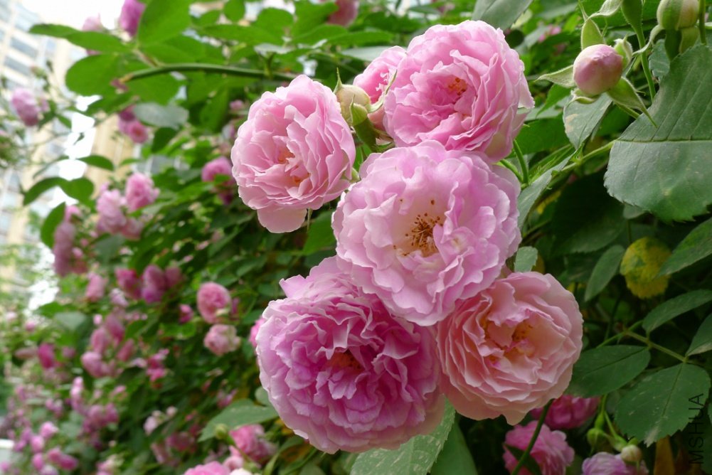 Ǿޱ01.jpg