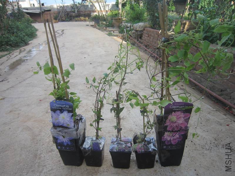 ���� 005.jpg