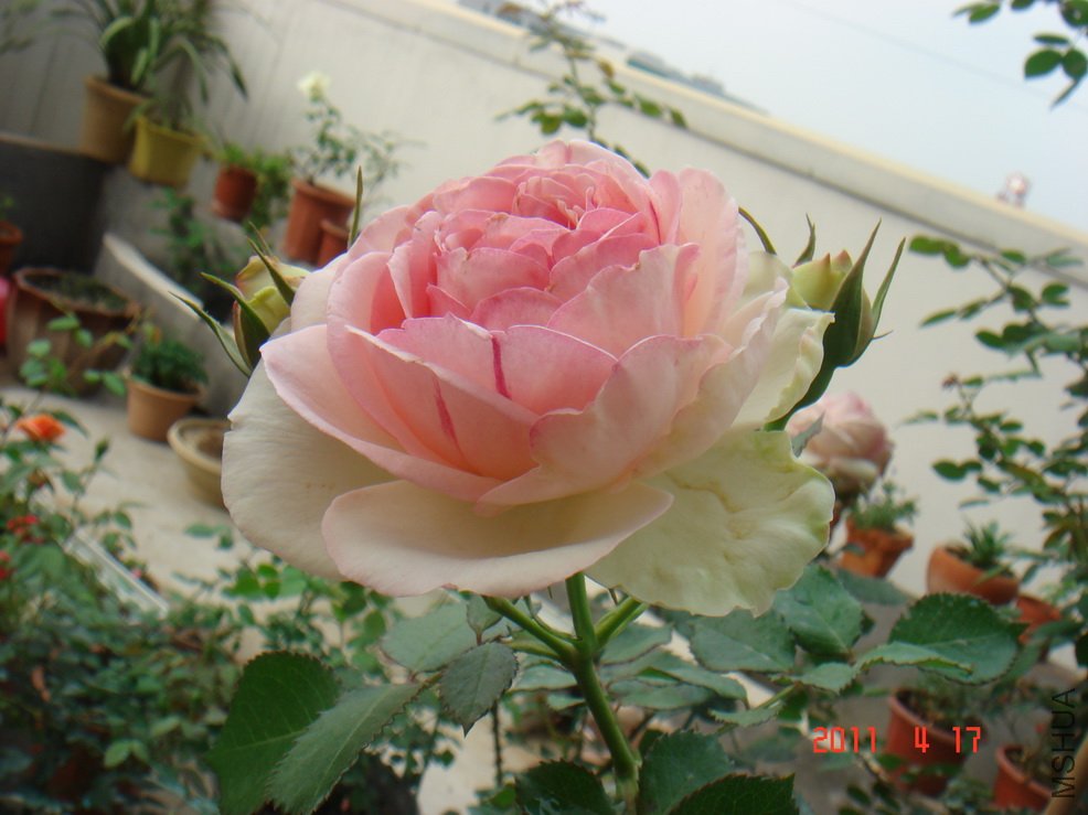 DSC07642-----------.jpg