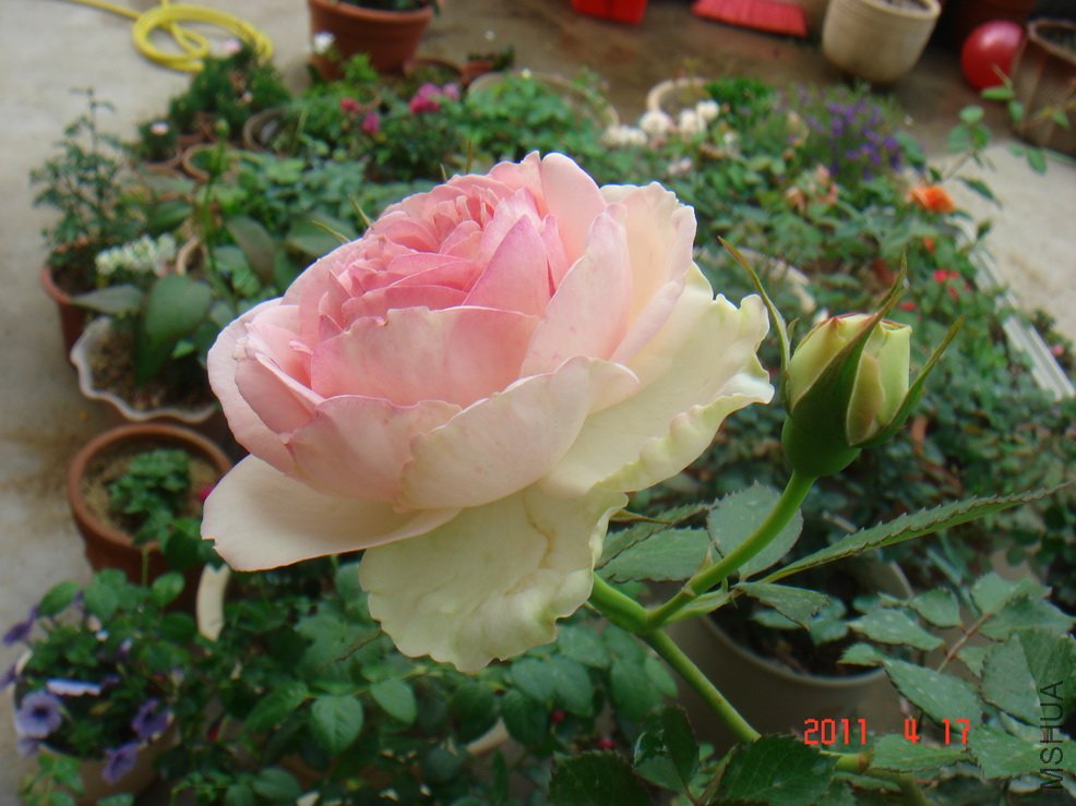 DSC07643------------.jpg