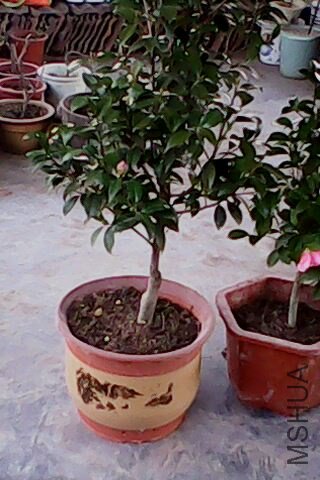 IMG0092A.jpg