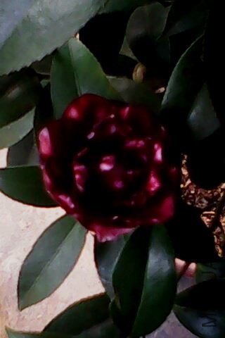 IMG0120A.jpg
