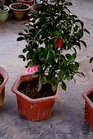 IMG0093A.jpg