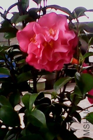IMG0132A.jpg
